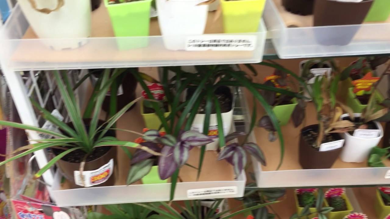 ダイソー 観葉植物コーナー Youtube