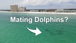 Panama City Beach Dolphin Encounter