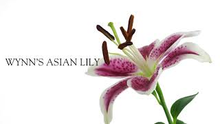 Summer Fragrance Wynn Las Vegas' Asian Lily by Aroma Retail | Resorts Collection - Scent Your Space