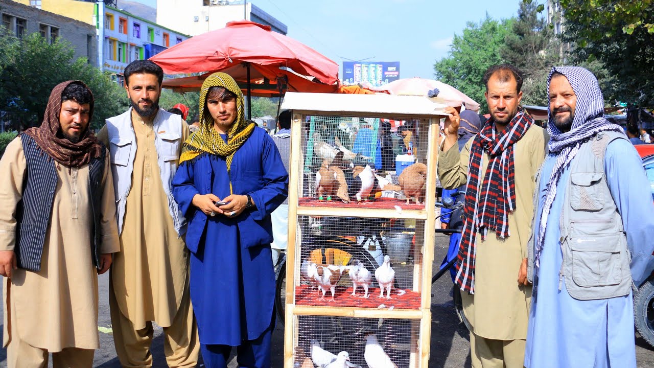 بزرگترین بازار شوقی های افغانستان و خرید و فروش کفترهای قیمتی | دریچه شوق 