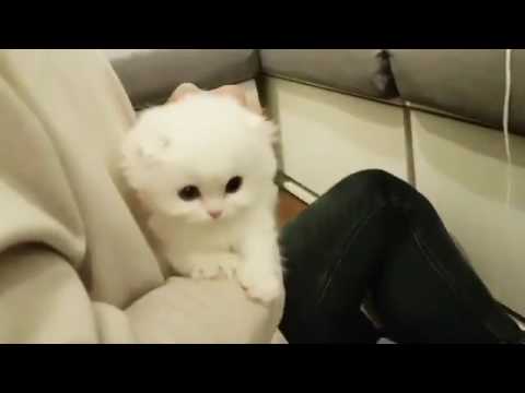Cuteetracy:  Your Daily Dose Of Cuteness