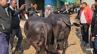 बड़नगर डेरी फार्म 1 दिसंबर #मुर्रा_भैंस क्या कीमत की कितना दूध देती है #buffelovideo #viralvideo