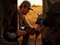 Injured Hyena Found Struggling in the Savannah #animals #wildlife #rescue