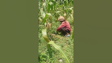 Dayli Vlog cabut rumput disawah #makananhewan #daylivlog