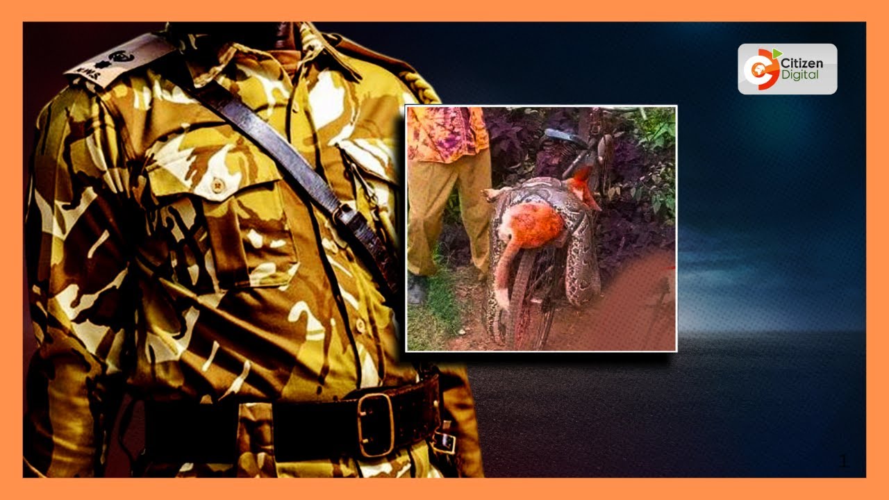 Man who killed python for killing his dog in Siaya to receive ...