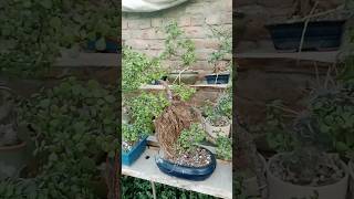 How is My Simple and Beautiful Jade Plant Bonsai shorts