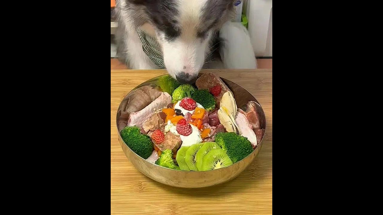 What does a 40-jin Border Collie have for a meal? | Rabbit meat and berry scones 🍓 