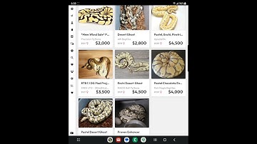 🐍🔥 Deal of the YEAR! 3.5k Super enchi butter Desert ghost female + yb lemonblast pied het dg male