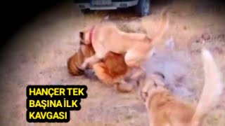 1 Yaşindaki̇ Kangalim Zi̇nci̇ri̇ Kirip Kendi̇nden Büyük Köpeği̇ Yere Vurdu 29 Ağustos 2023