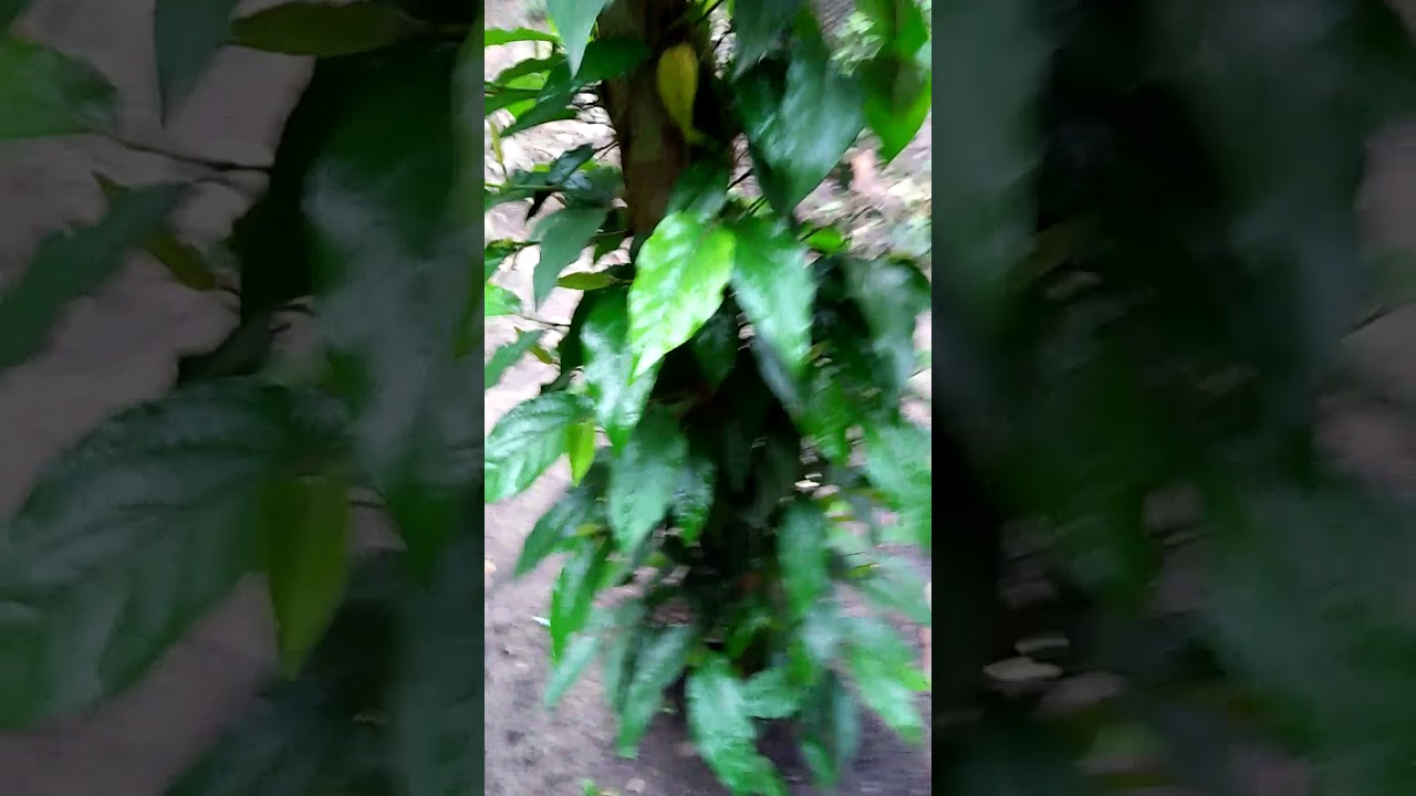 Cabe Jamu / Jawa ( Java Long Pepper) @Lampung_Utara 