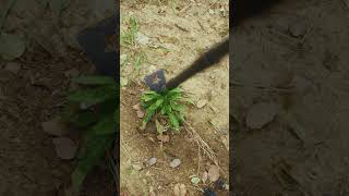 #amazing #amazon #foryou #weeding #hoe #rake #tool #garden #gardening #fyp #handtool #weedpuller