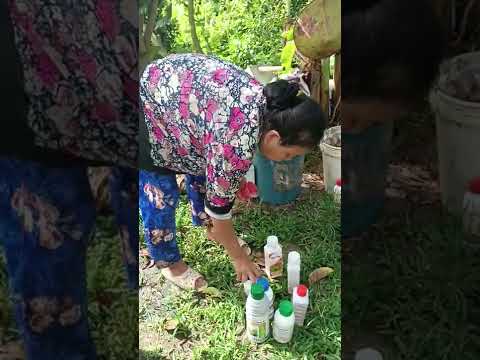 Video lên thuốc cho xoài đài Loan giai đoạn đậu trái năm 2022 - youtube