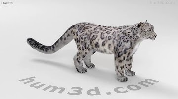 Snow Leopard 3D model by 3DModels.org