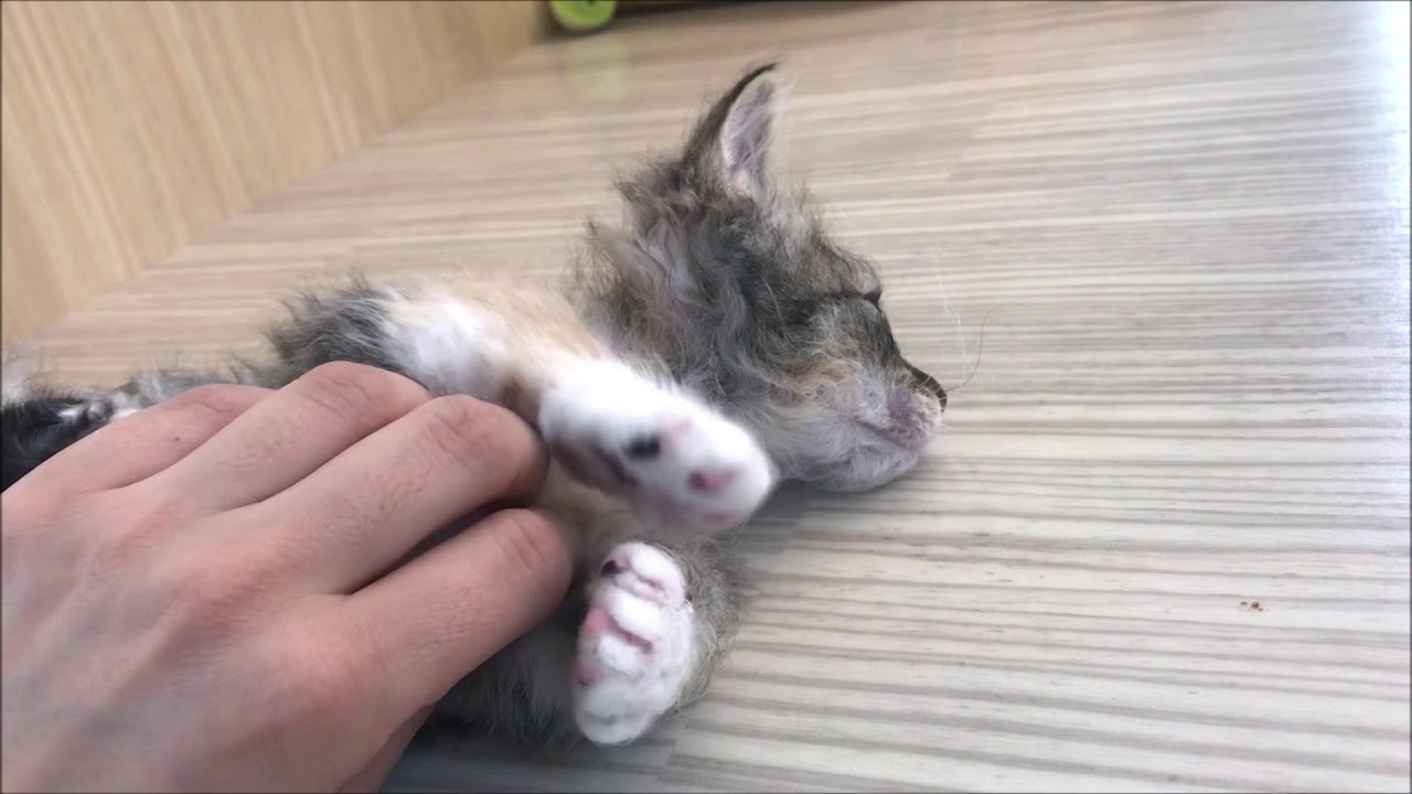スクーカム 】超希少!短足カールのレア猫ちゃん!為になる食育情報も