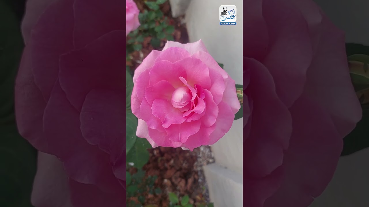 Flowers Blooming in Our Yard | Spring Flowers | Azmat Nama