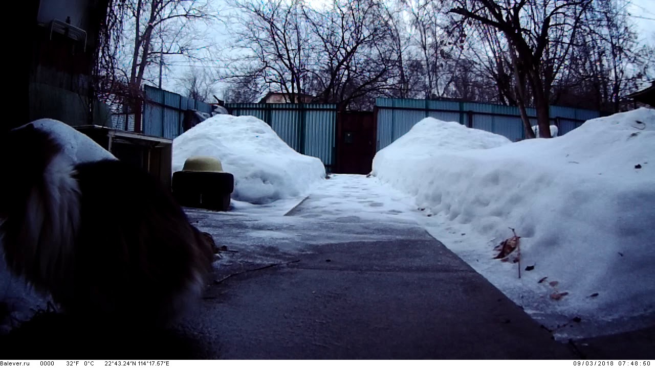 Фотоловушка Balever BL-480LP. Тест на котах. Сумерки