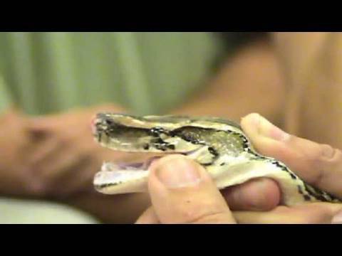 Burmese pythons in Florida