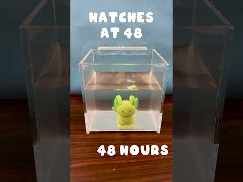 Watch as the axolotl hatches and grows! #Axolotl #TimeLapse #HatchandGrow #StockingStuffer #KidsToy