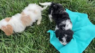 Mack (Cavachon) and Reba (Cavapoo)