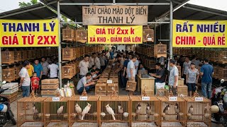 🚨 BIGGEST CLEARANCE SALE OF THE YEAR: Entire Mutant Bulbul Aviary Liquidation - Prices Starting F...