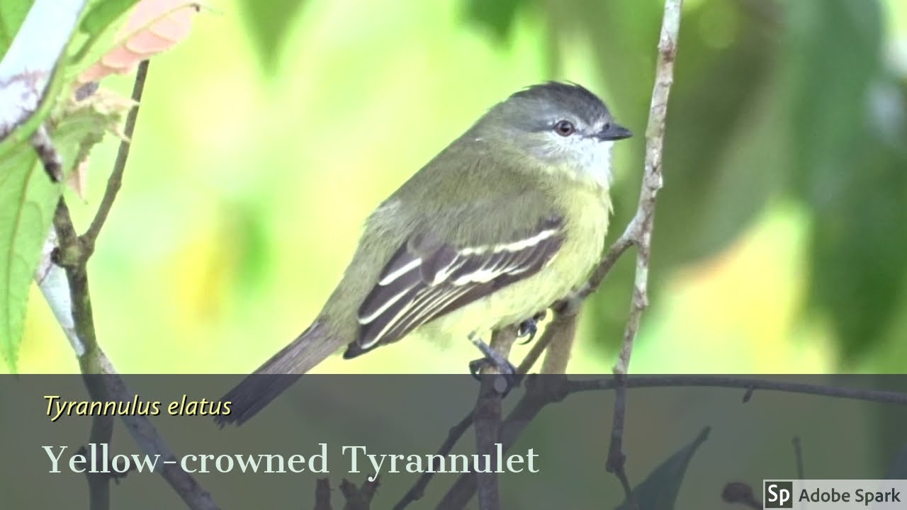 Yellow-crowned Tyrannulet - Tyrannulus elatus