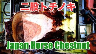 二股トチノキの製材動画です。Japan horse chestnut