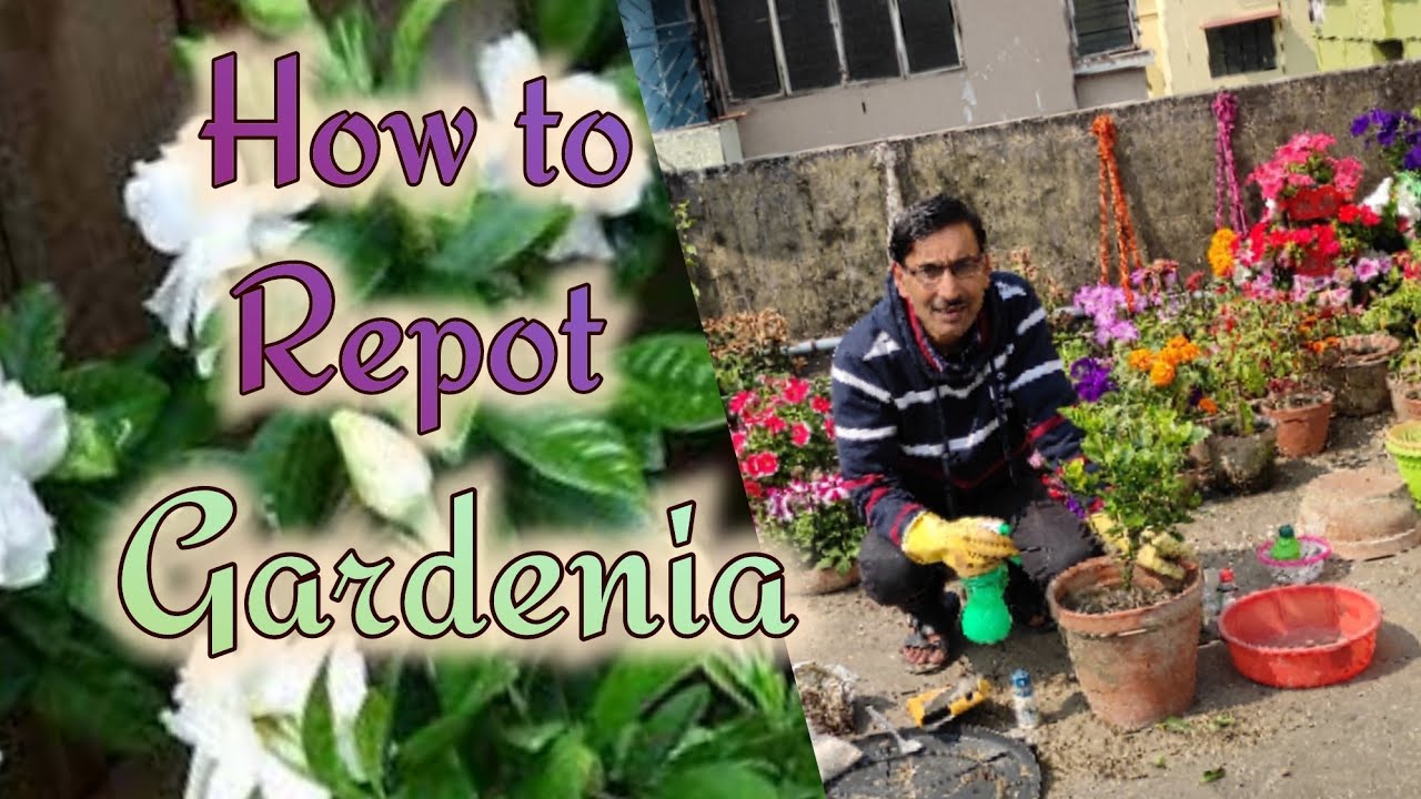 How to Repot Gardenia Perfectly , Important Caring Tips YouTube