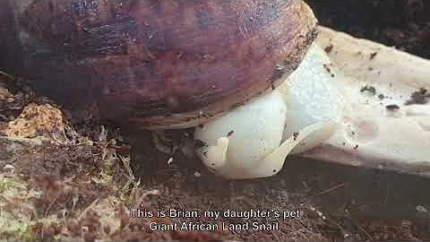 Listen to Brian the Giant African Land Smail eatin...