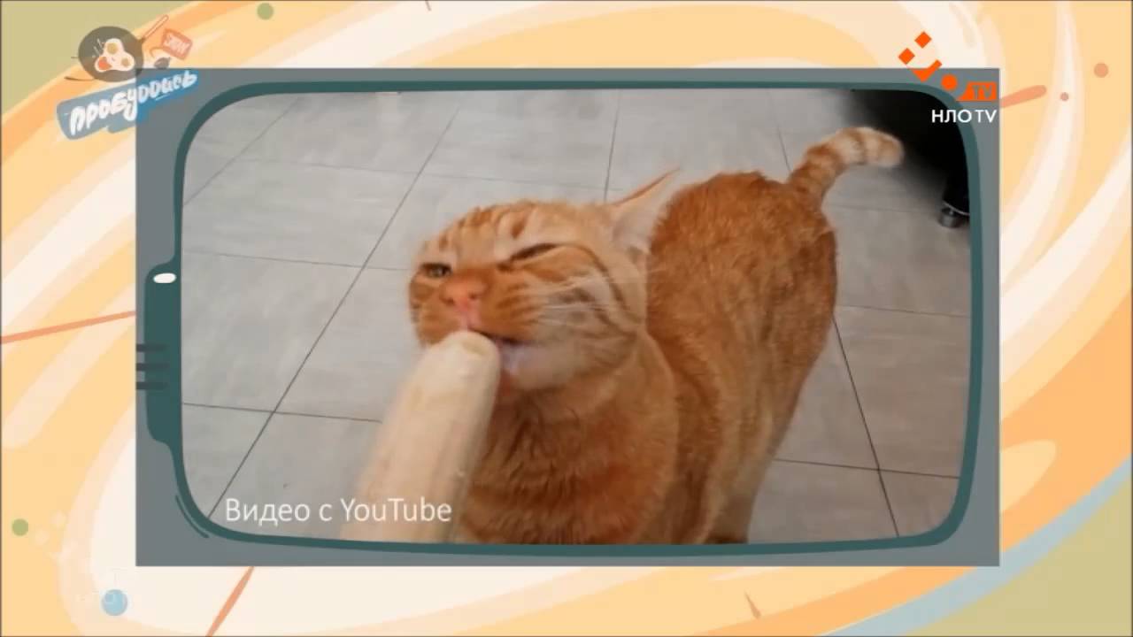 шутки джина Киска играется с огромным бананом | Пробуддись