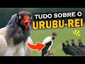 URUBU-REI: Curiosidades e comportamento | Onde vive o urubu-rei? | Outros urubus tem medo dele?