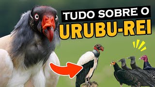 URUBU-REI: Curiosidades e comportamento | Onde vive o urubu-rei? | Outros urubus tem medo dele?