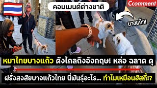 The Thai Bangkaew dog is famous in England! Handsome, fierce, and intelligent, many foreigners wa... screenshot 2