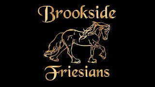 Welcome to Brookside Stallion Station