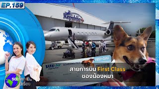 Live : สายการบิน First Class ของน้องหมา รายการ 