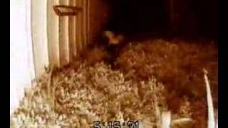skunk in my yard