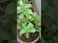 Sadabahar plant🌿🌸🪴🧑🌾#sadabaharplant #bonsai #ytshorts #shorts #viral #pruning #pinching #plantcare