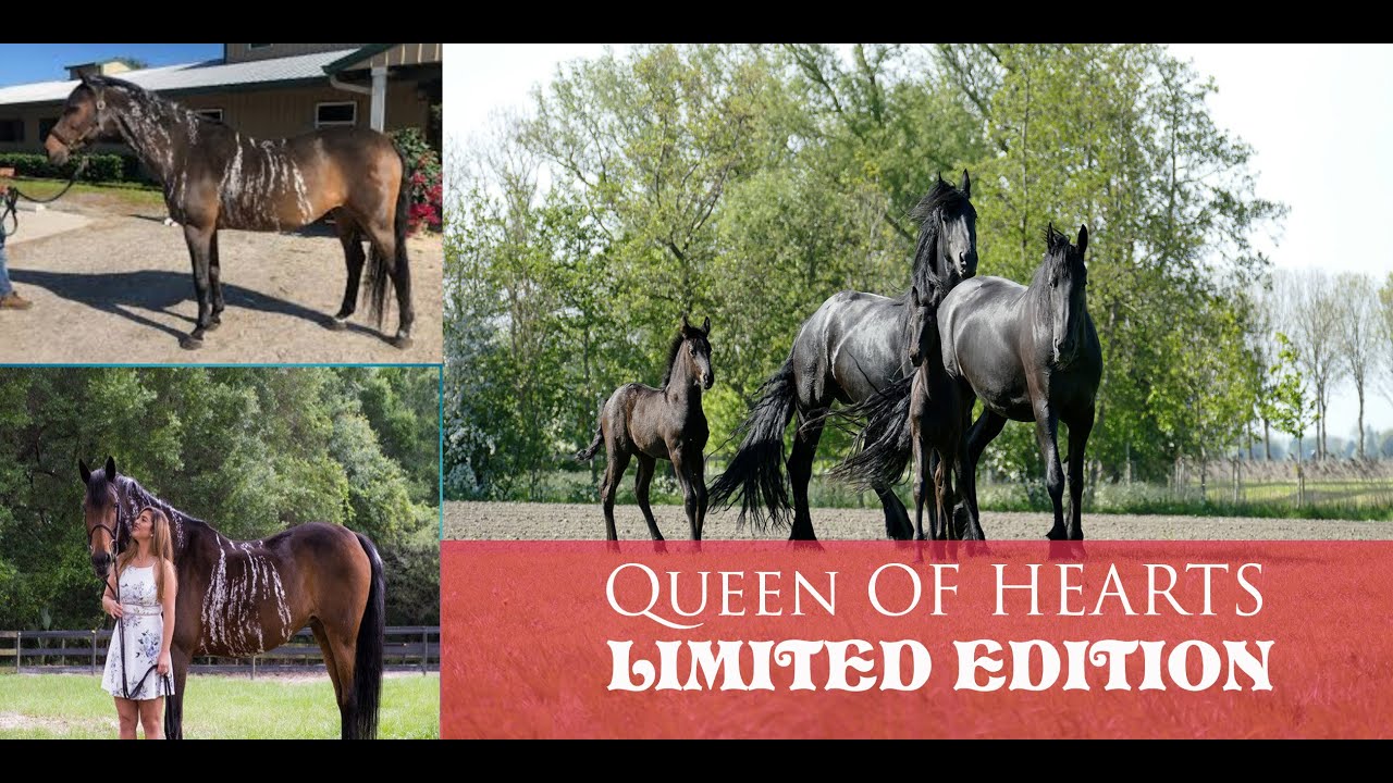 Queen of Hearts Limited Edition Collector 