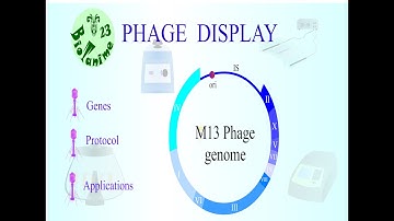 PHAGE DISPLAY