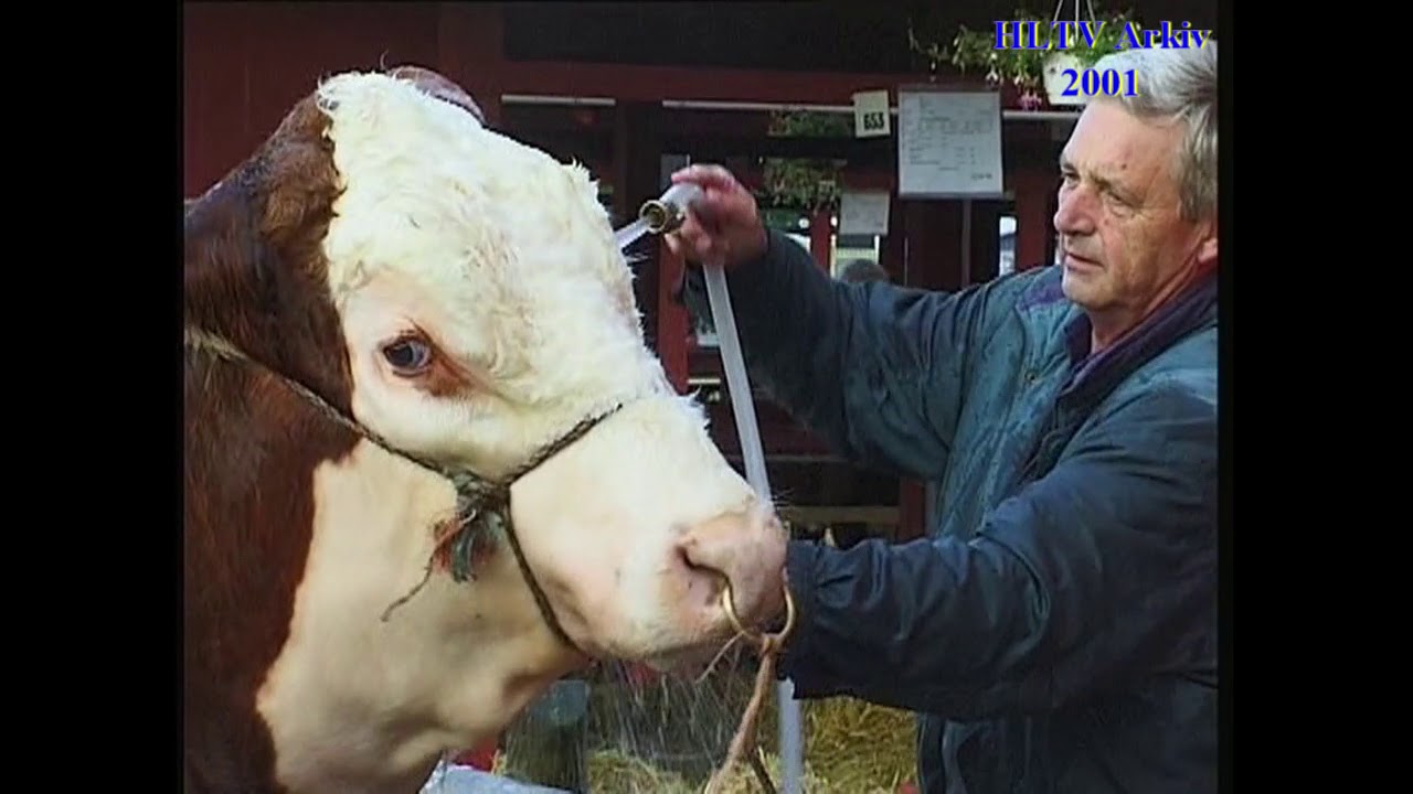 Kampen om Guldkalven
