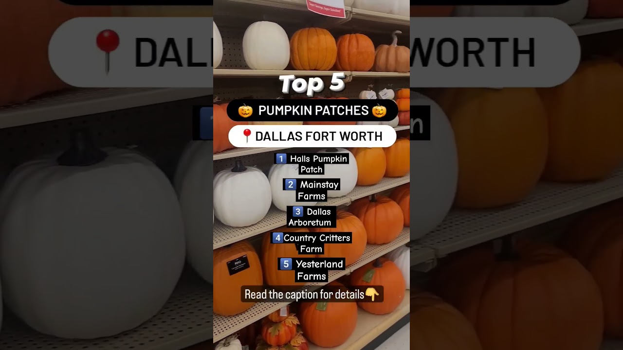 BEST Pumpkin 🎃 Patches in 