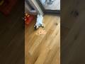猫に呼び出しくらう