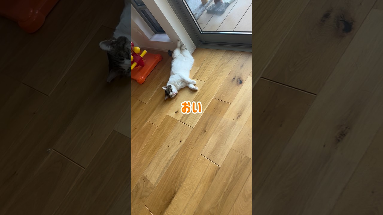 猫に呼び出しくらう