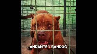 Andante Bandog “Roni Andante” bred by Andante Bandog Kennels - Slovakia🇸🇰 #andantebandog