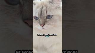 Kedisiz ev mi olur❓️🐾🐈😇 #kedivideoları #keşfet #fyp #pets #keşfetteyizzz