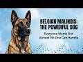 The Belgian Malinois The World's Most Powerful Dog (That You Probably Shouldn't Own)