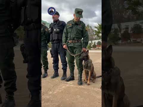 الفرقة الخاصة للدرك B S I G N اكسبلور Youtubeshorts Cover 