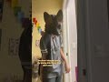panic, yet again… // #dogtherian #caninetherian #therian #therianthropy #panicatthedisco #emo