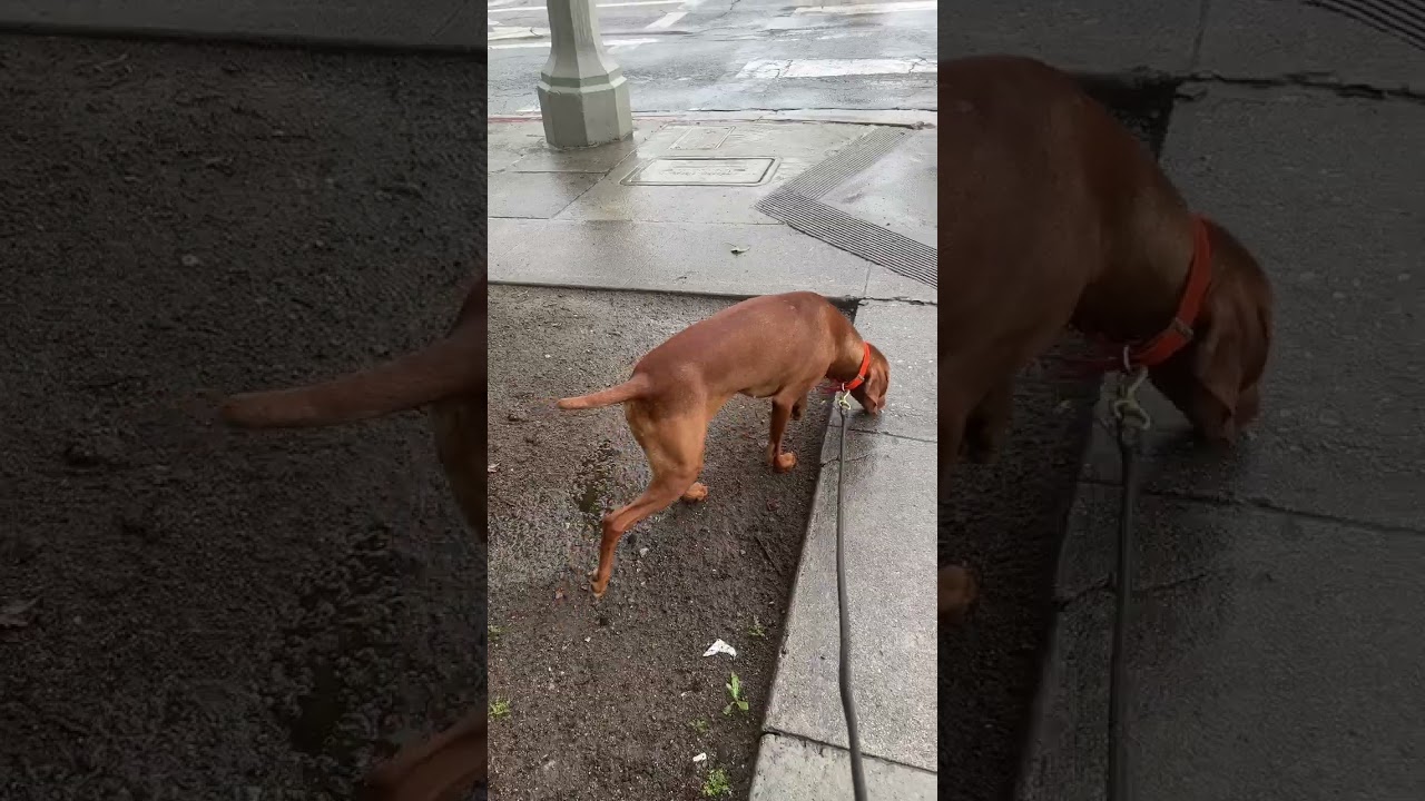 Dog Appreciation Month