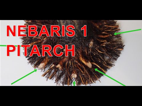 ผลสลากกินแบ่งรัฐบาล วันที่ 1 พย. 2567