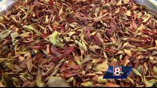 Maine company turns harvesting blueberries into year-round business
